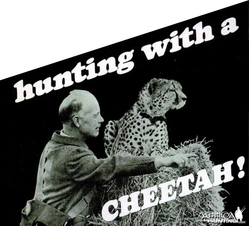 hunting with a CHEETAH!