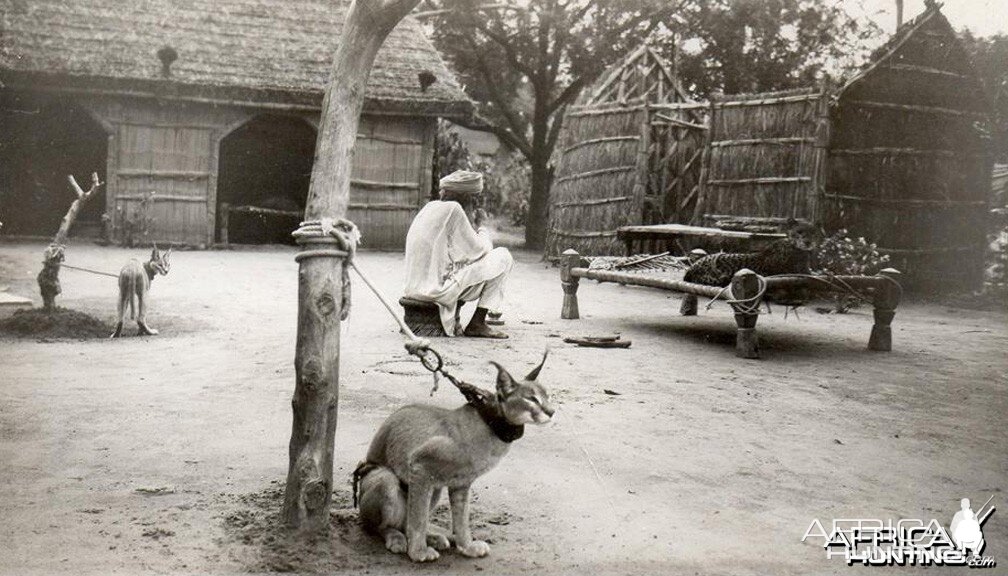 Hunting with Lynx in India