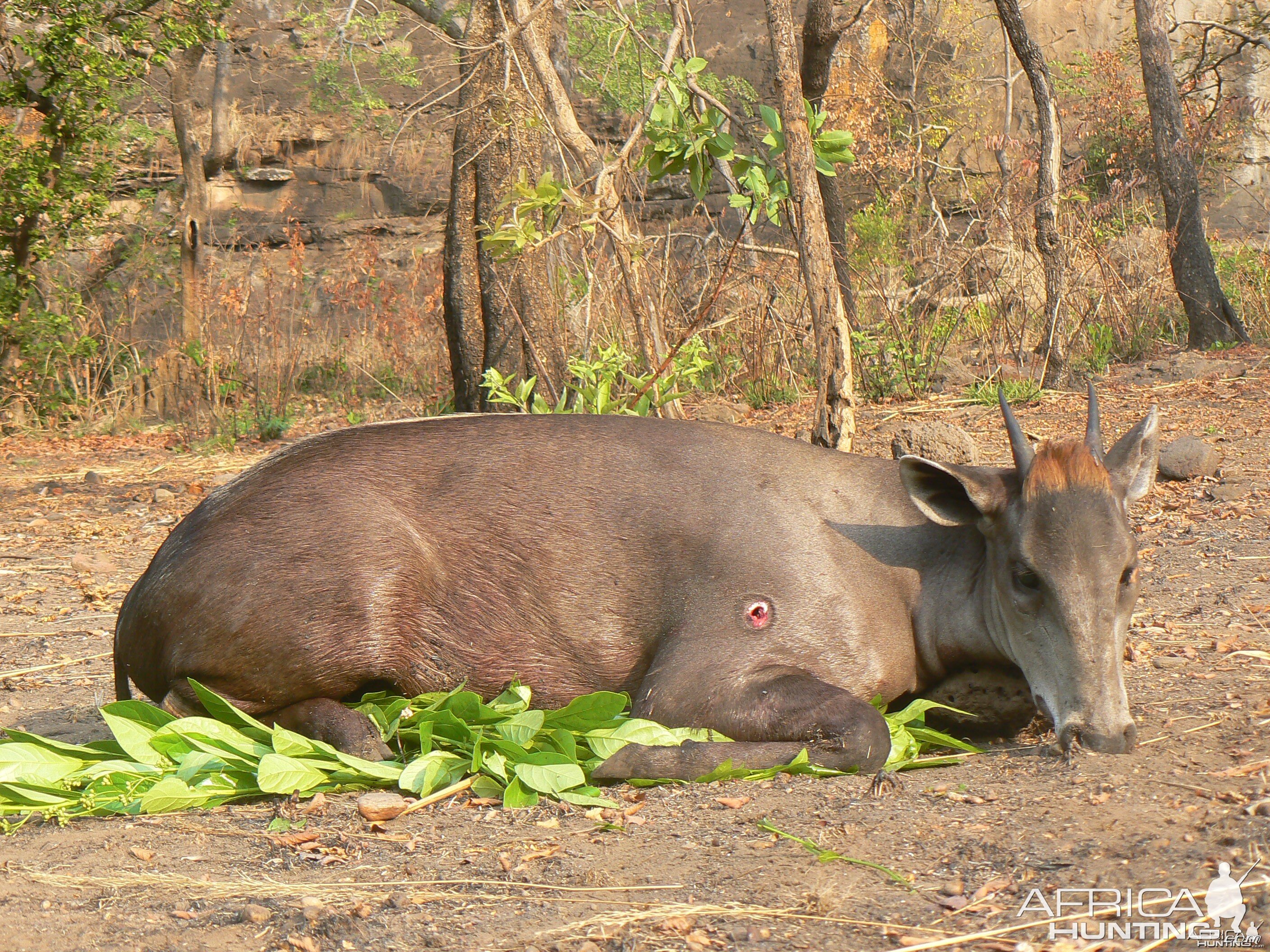 Hunting Yellow Back Duiker in CAR