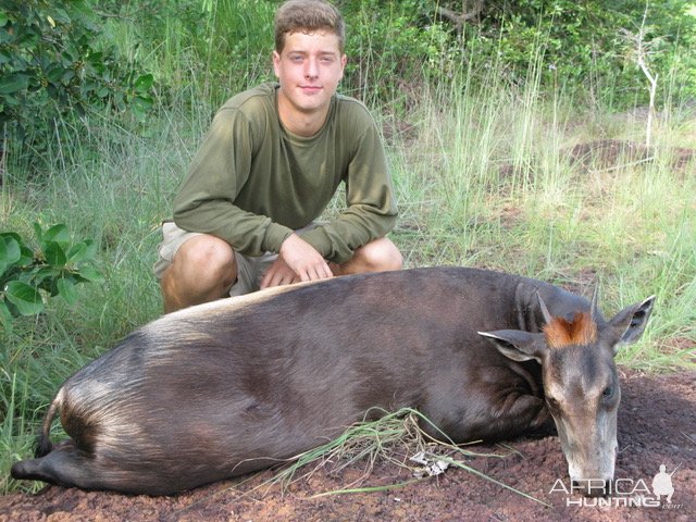 Hunting Yellow-backed Duiker Central African Republic