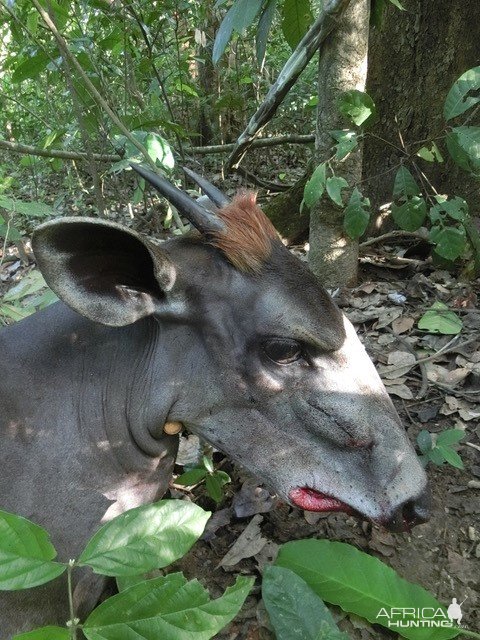 Hunting Yellow-backed Duiker Central African Republic