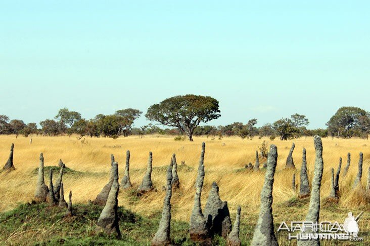 Hunting Zambia