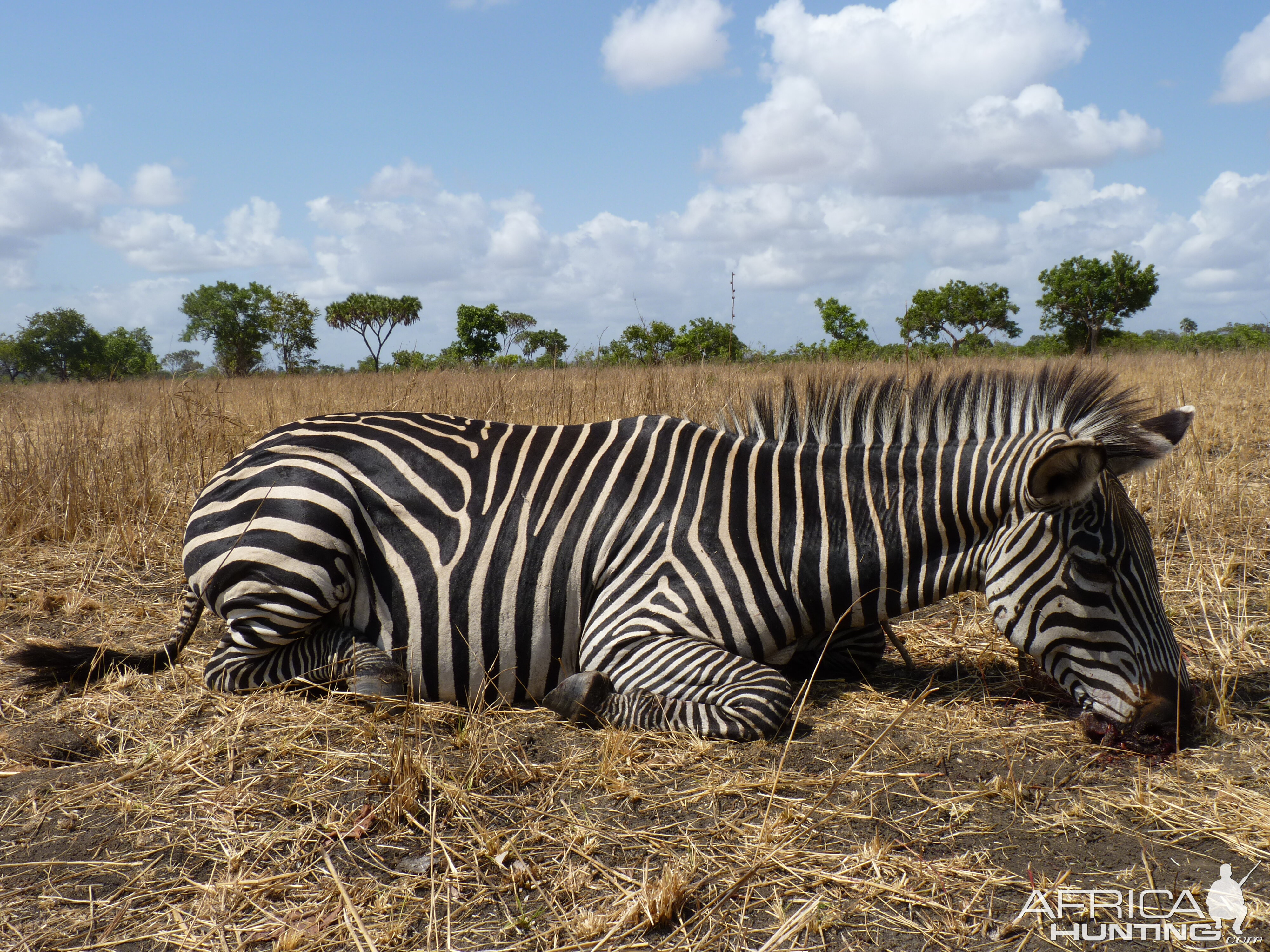 Hunting Zebra in Tanzania