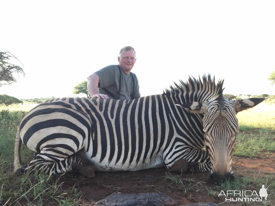 Hunting Zebra