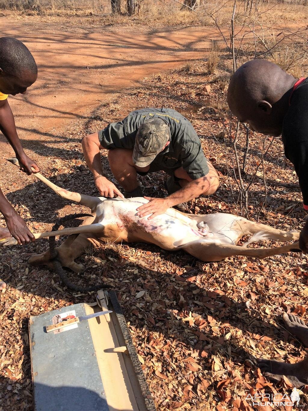 Hunting Zimbabwe Impala