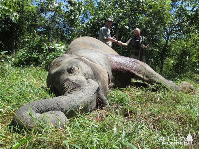 Hunting Zimbabwe Tuskless Elephant