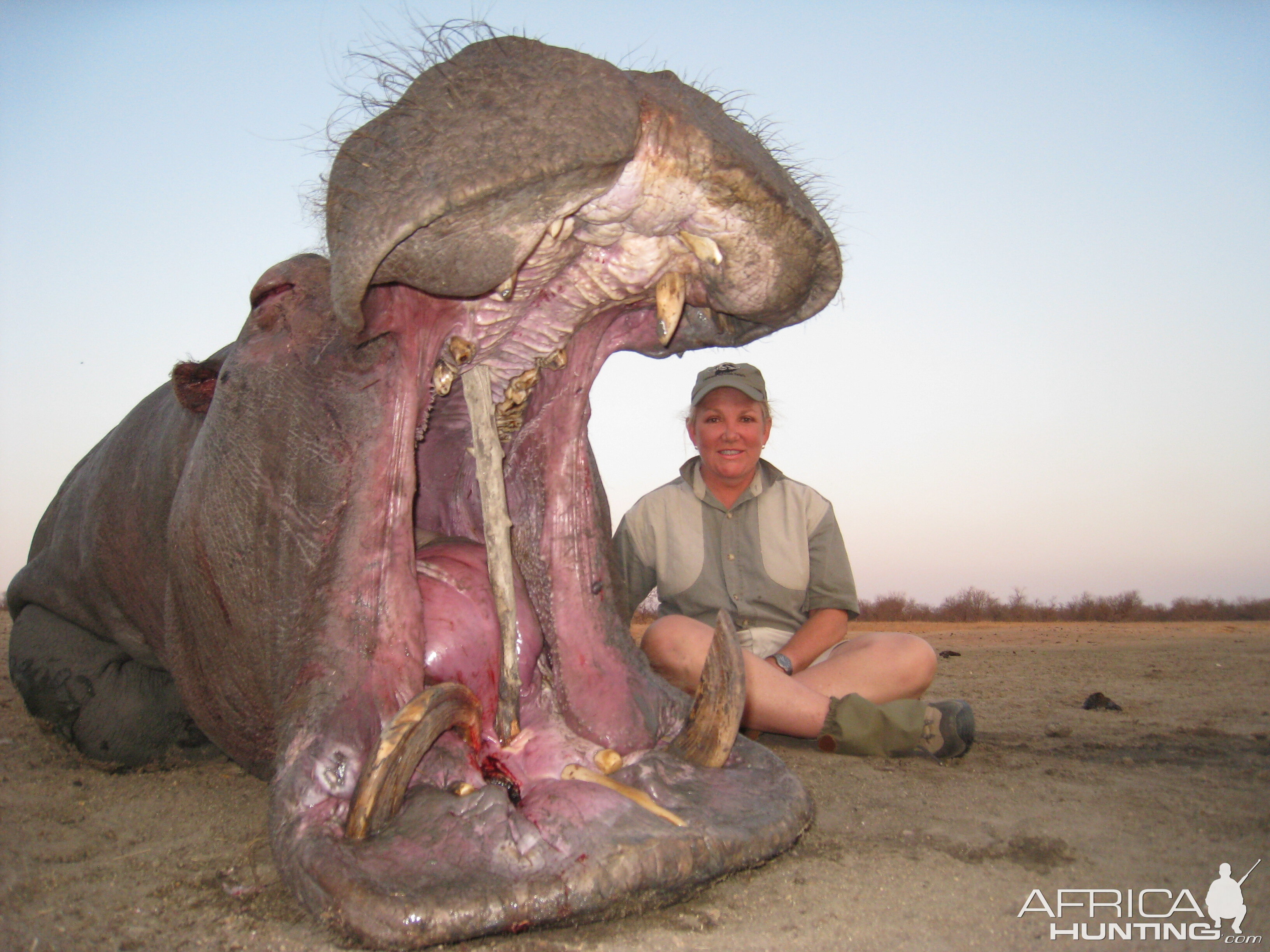 Huntress and a fine Hippo, the tusk on left curled all the way back into the jaw......