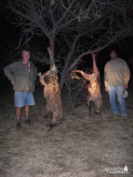 Hyena Hunt Zimbabwe