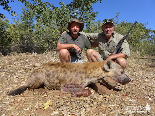 Hyena Hunting in Zimbabwe