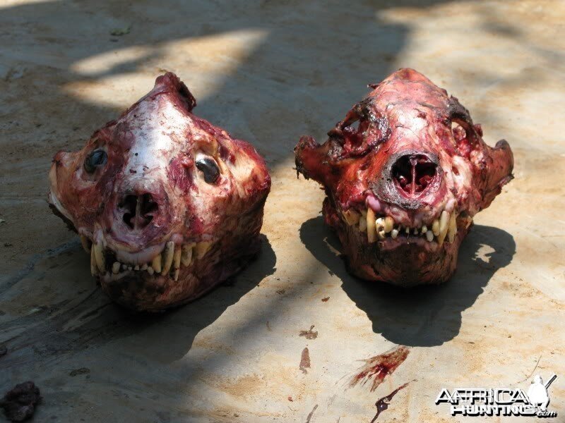 Hyena male and female skull