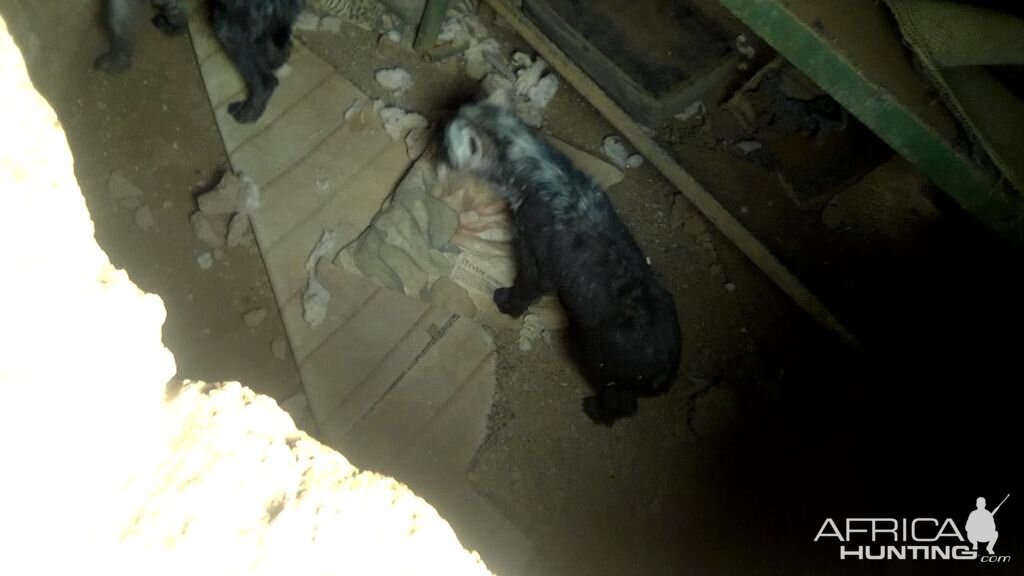 Hyena Pups In Bow Hide South Africa