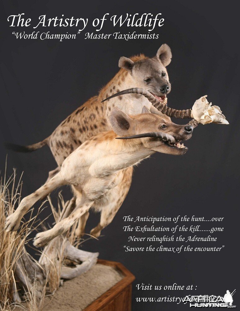 Hyena taxidermy by The Artistry of Wildlife