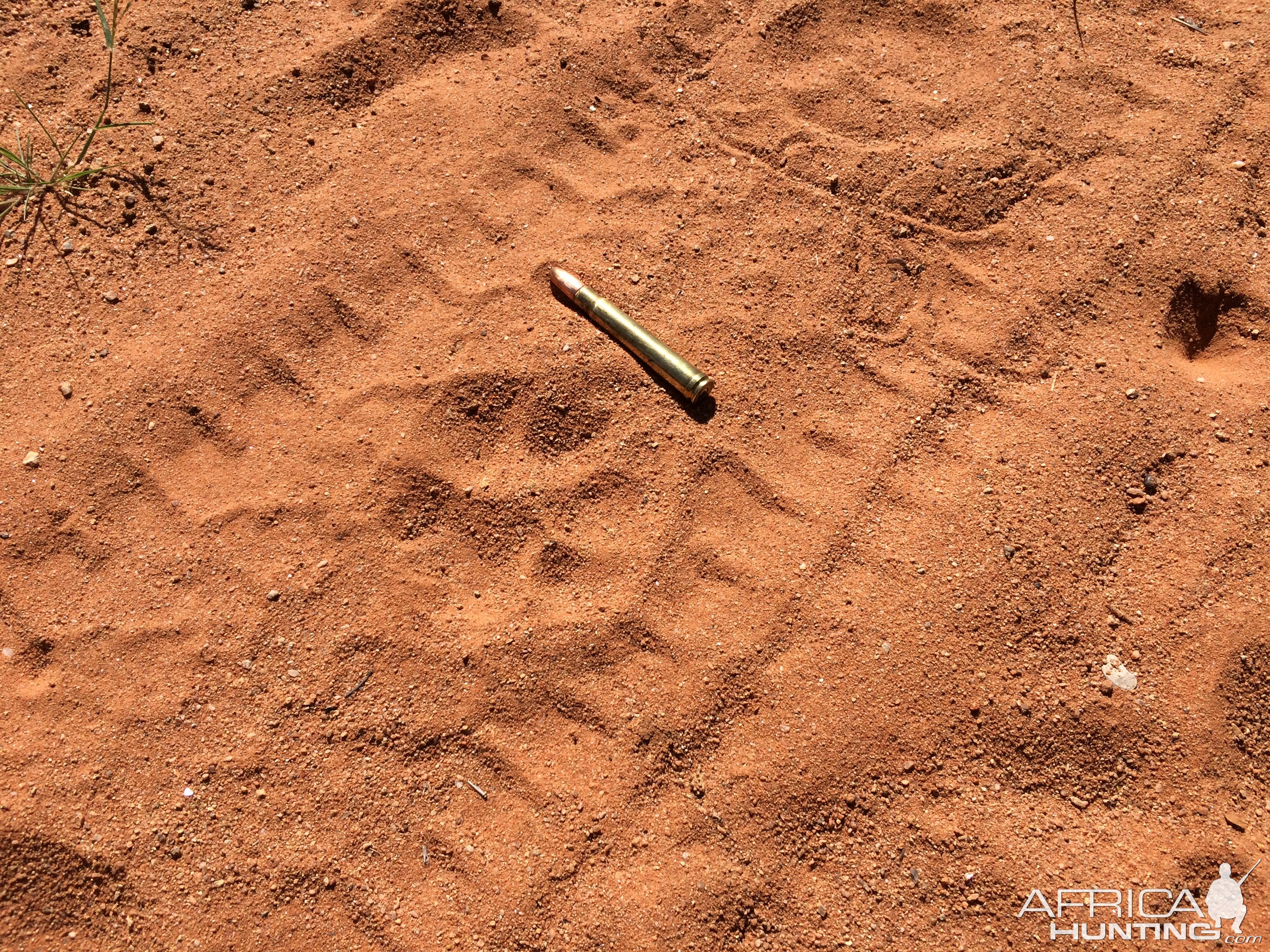 Hyena Track