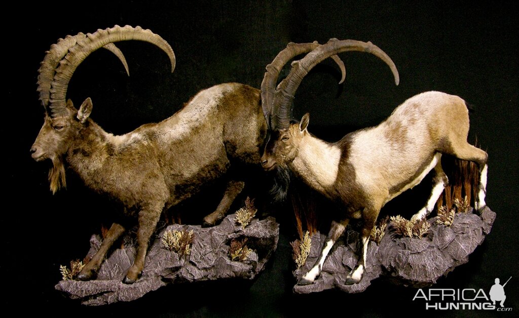 Ibex Full Mount Taxidermy