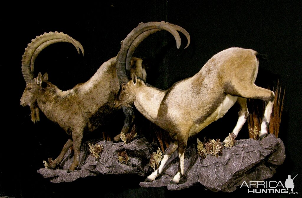 Ibex Full Mount Taxidermy