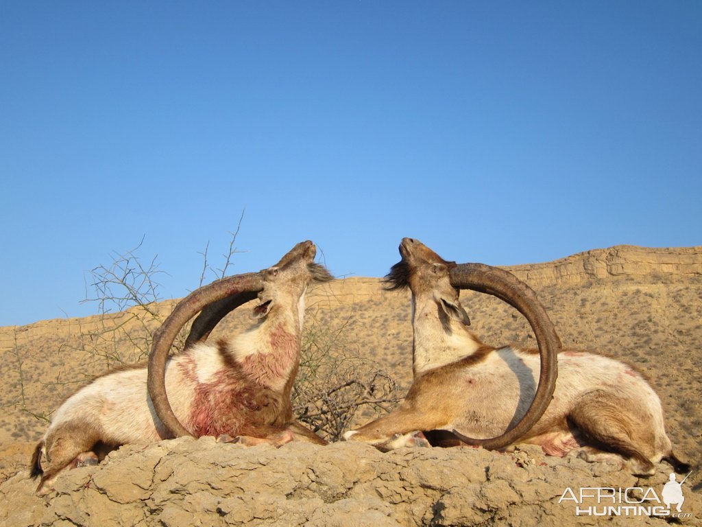 Ibex Hunt Dureji Pakistan