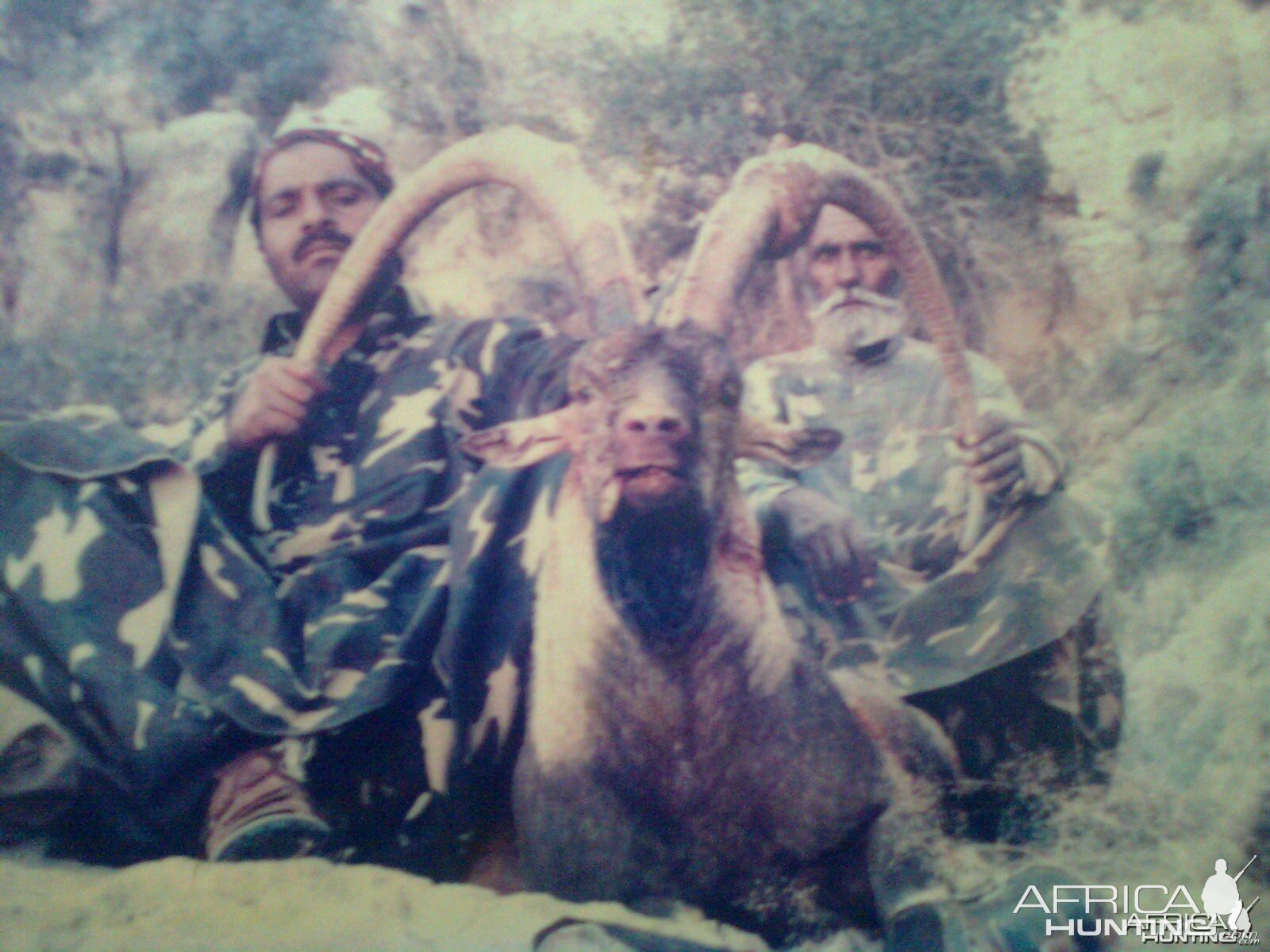 Ibex Pakistan