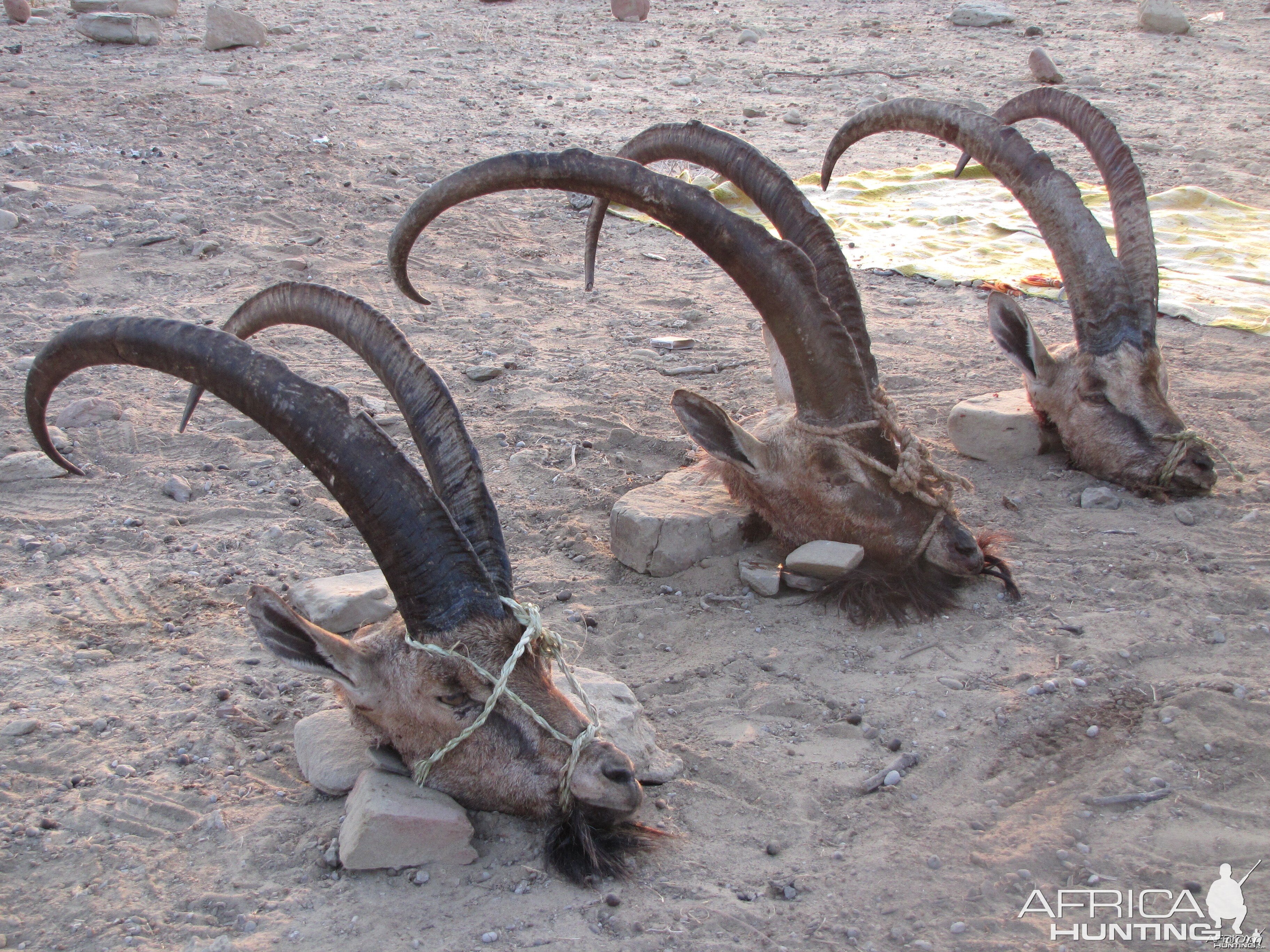 Ibex Pakistan