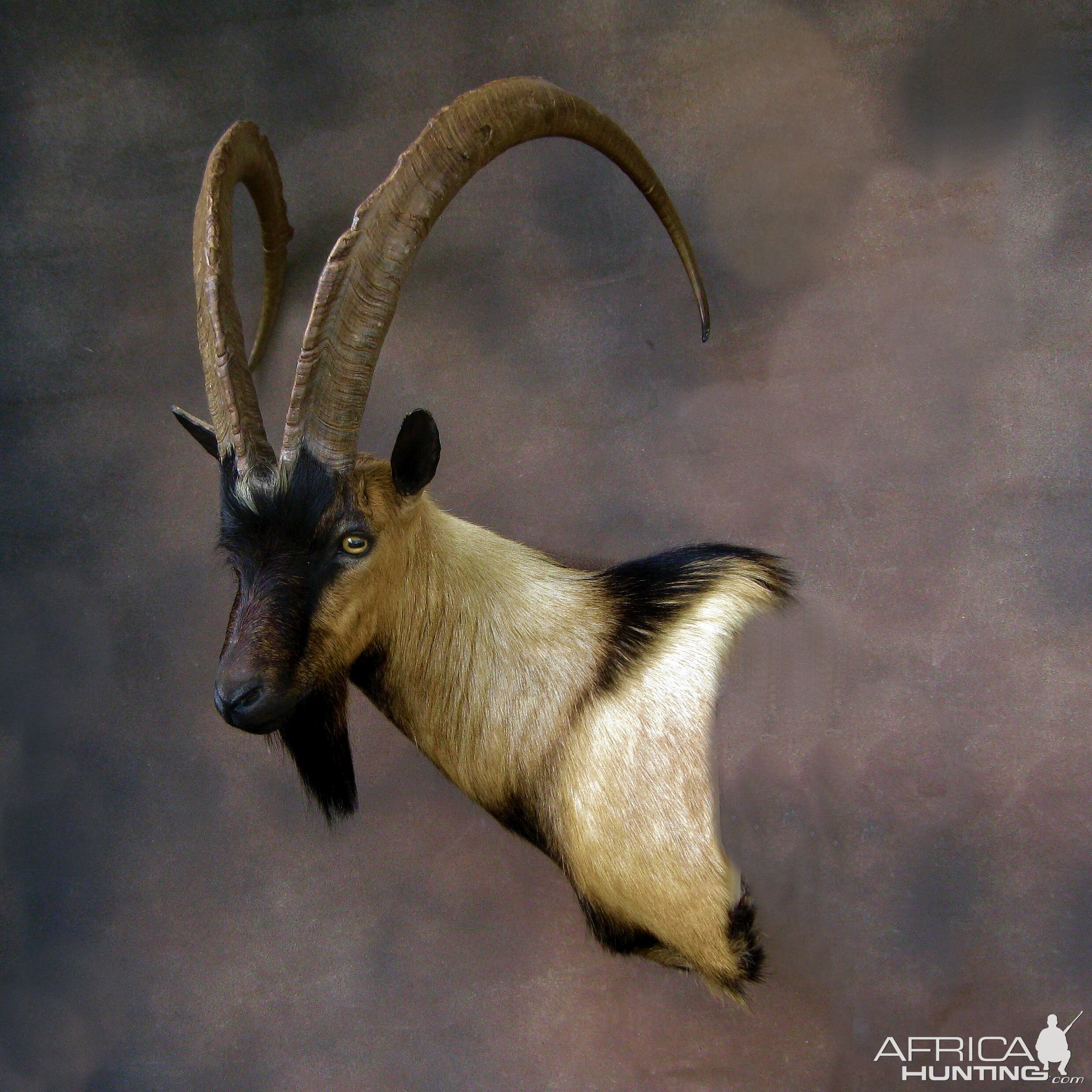 Ibex Shoulder Mount Taxidermy