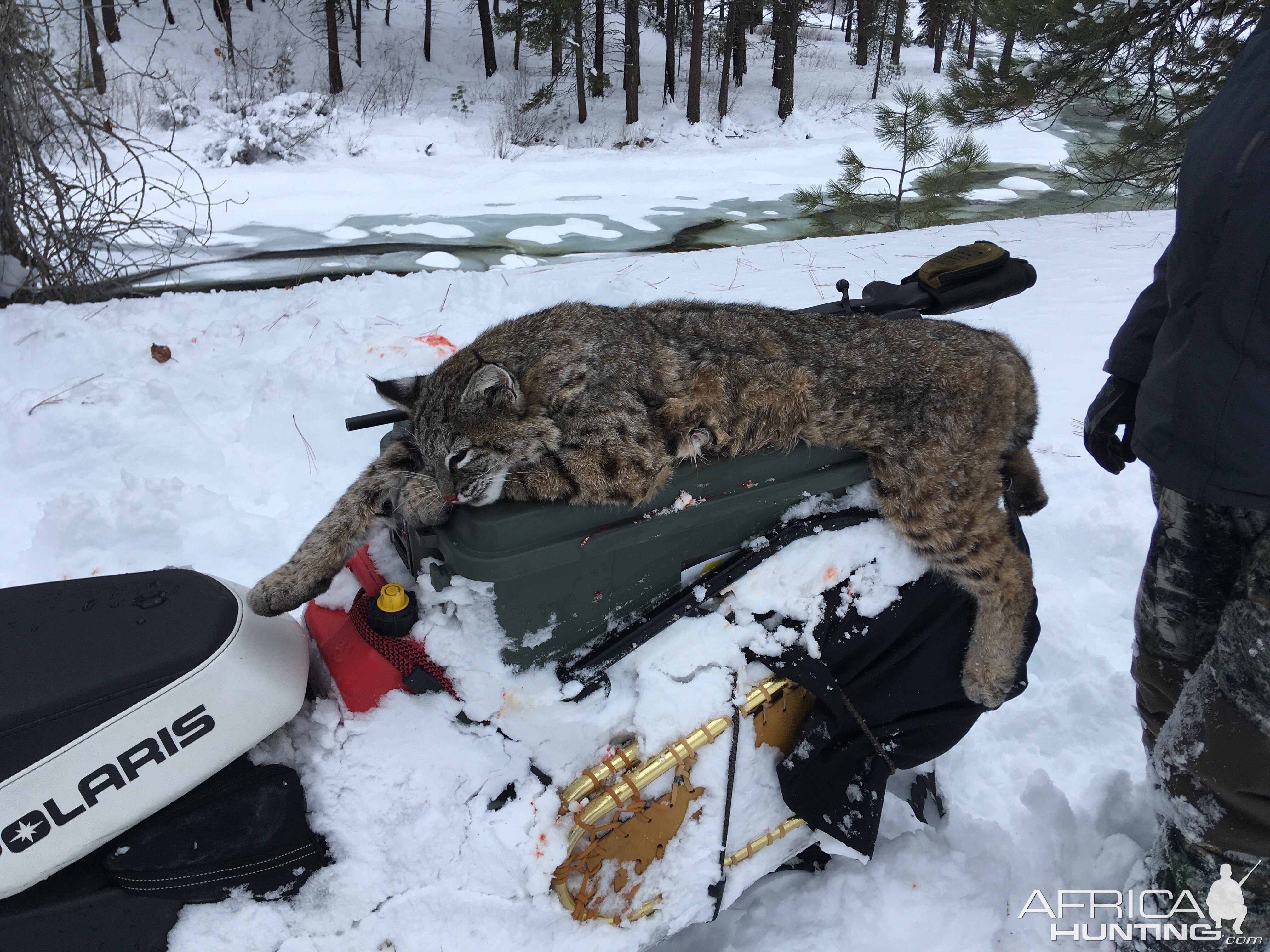 Idaho Bobcat