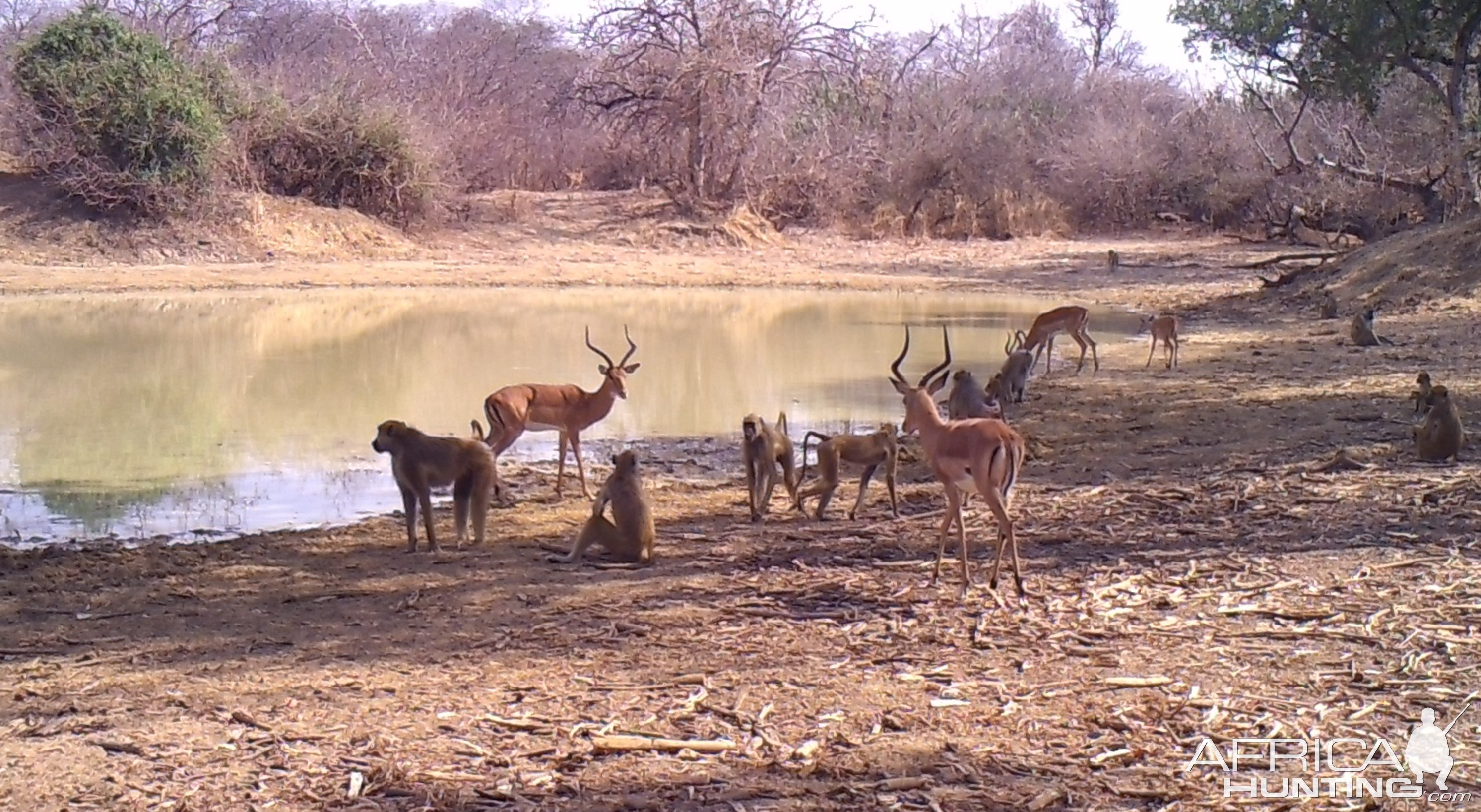 Impala and Baboon.