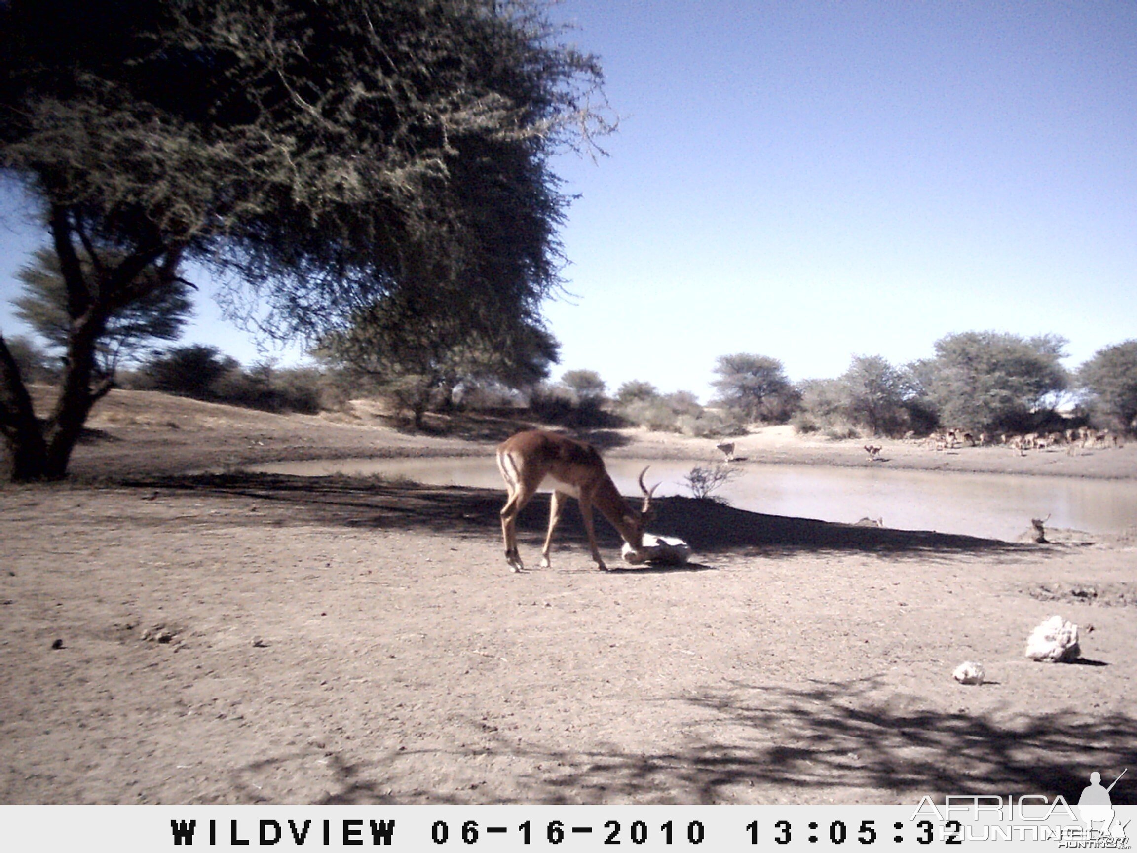 Impala and Gemsbok, Namibia