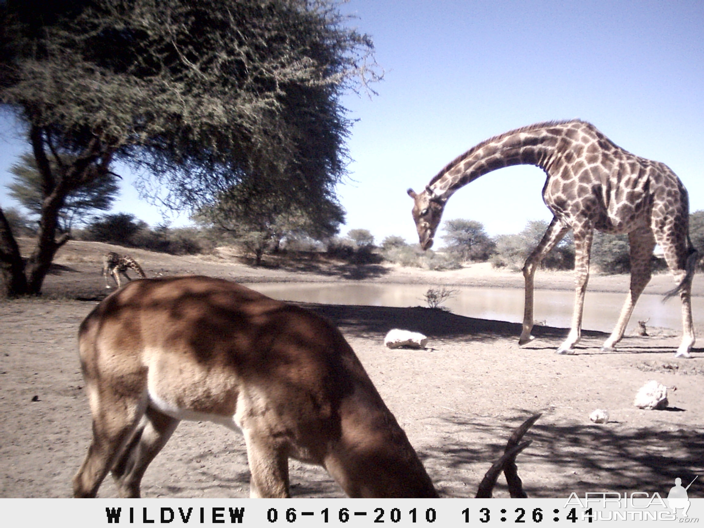 Impala and Giraffe, Namibia