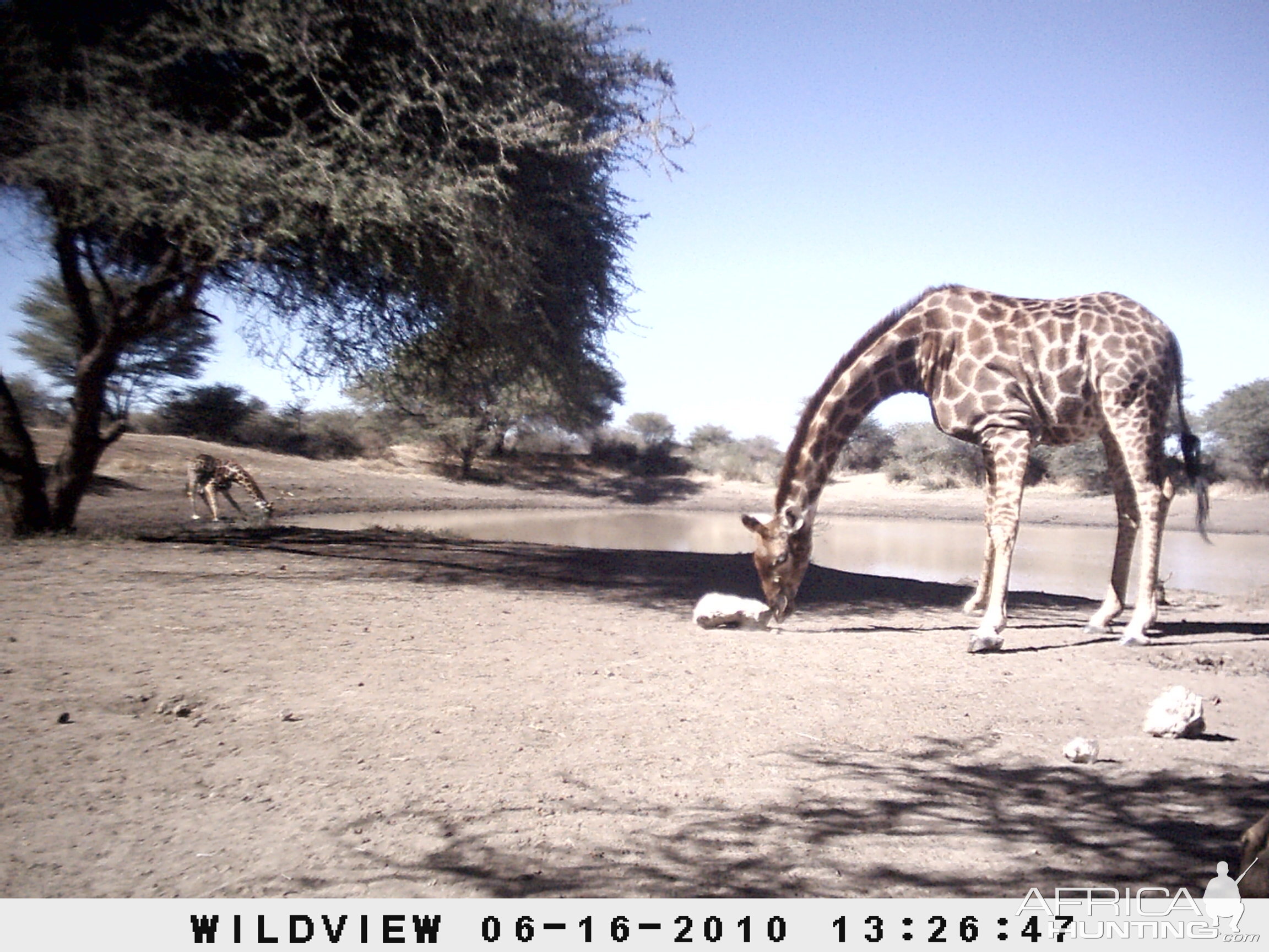 Impala and Giraffe, Namibia