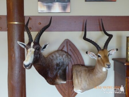 Impala & Blesbuck Shield Mount