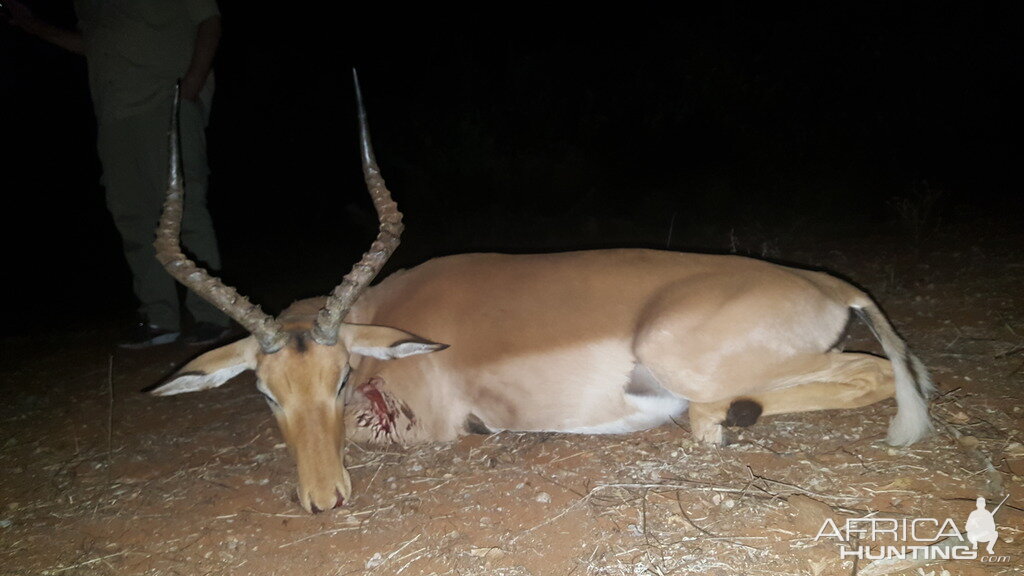 Impala Bow Hunt South Africa