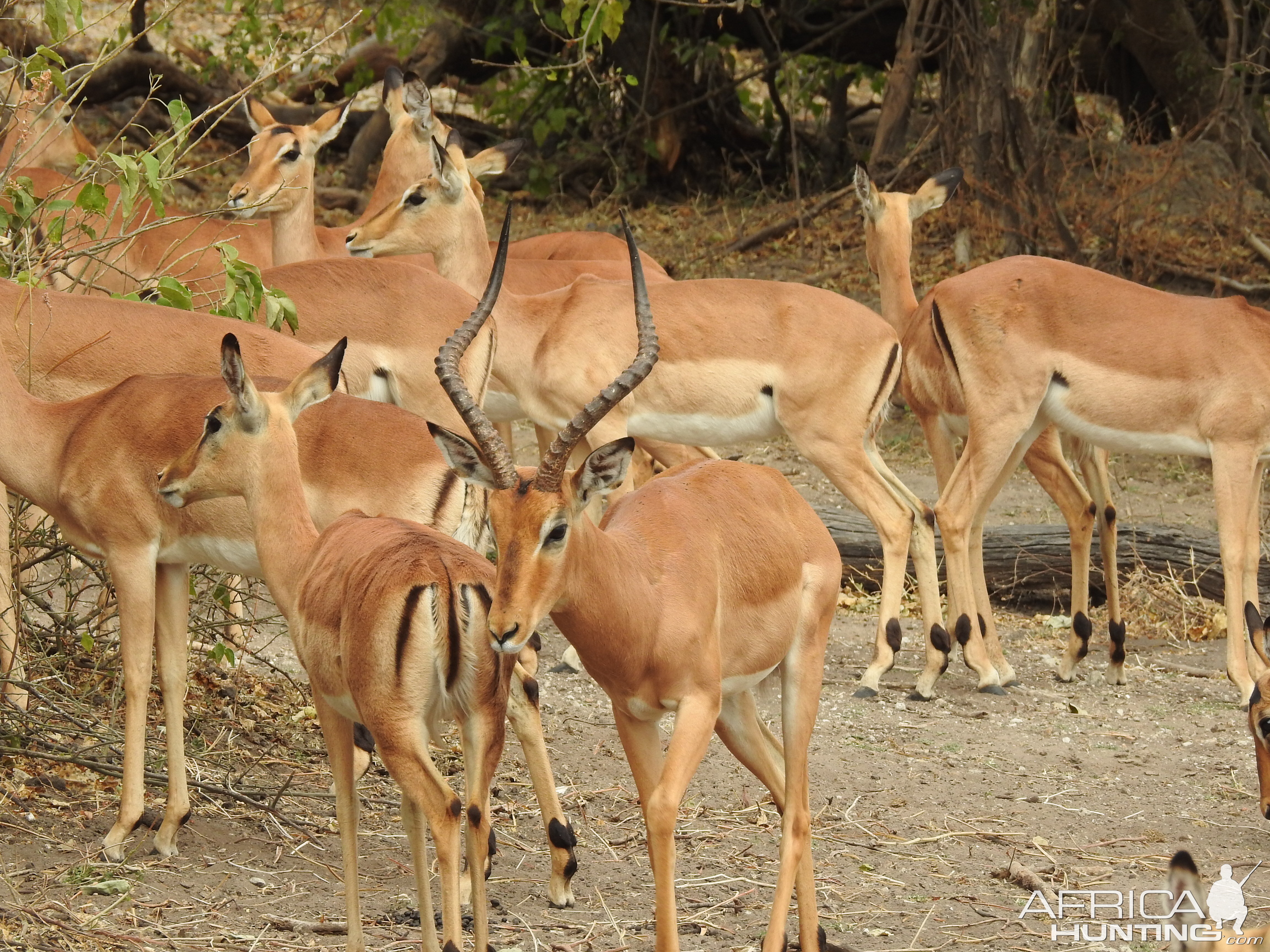 Impala Chobe National Park Botswana