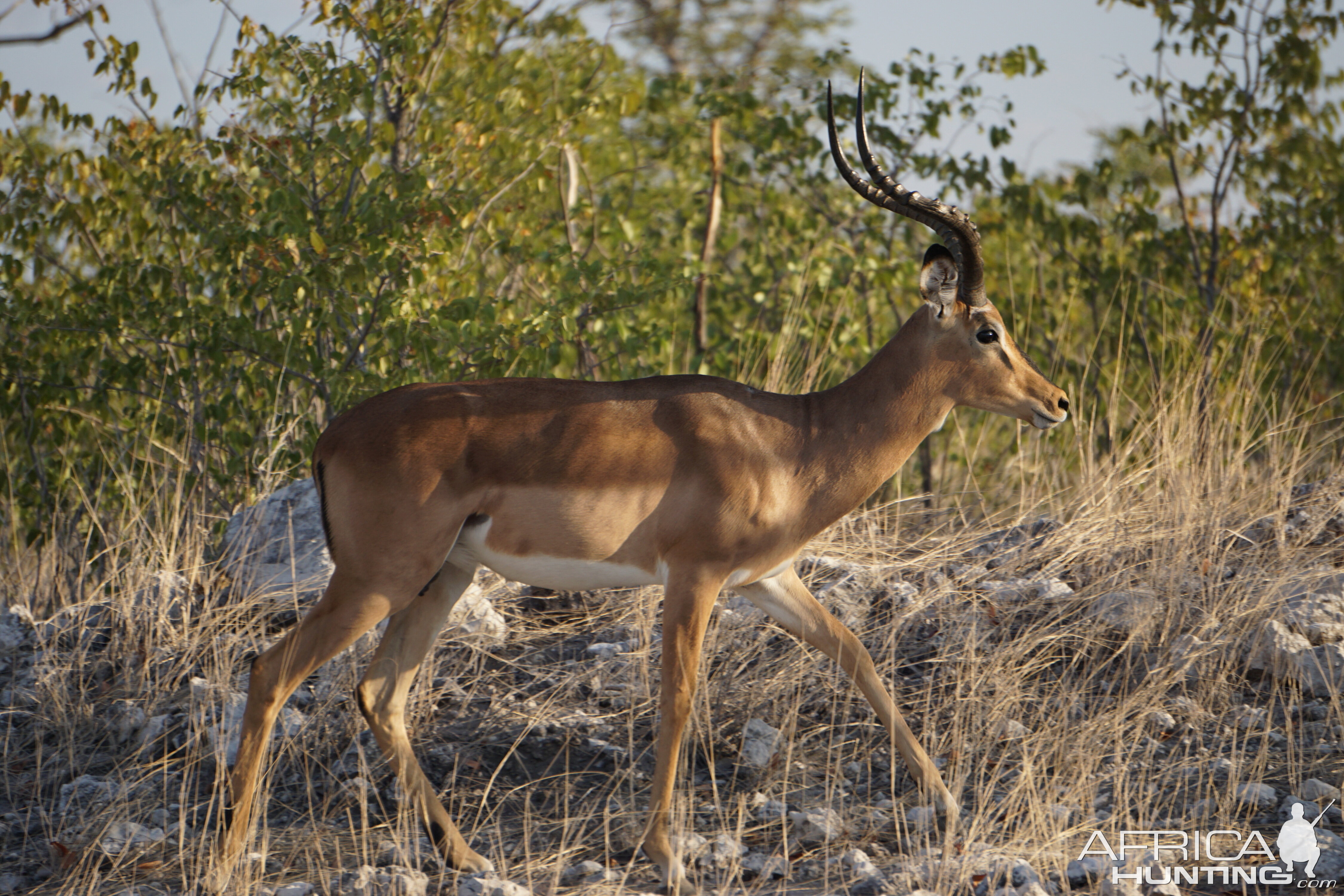 Impala Etosha National Park Namibia