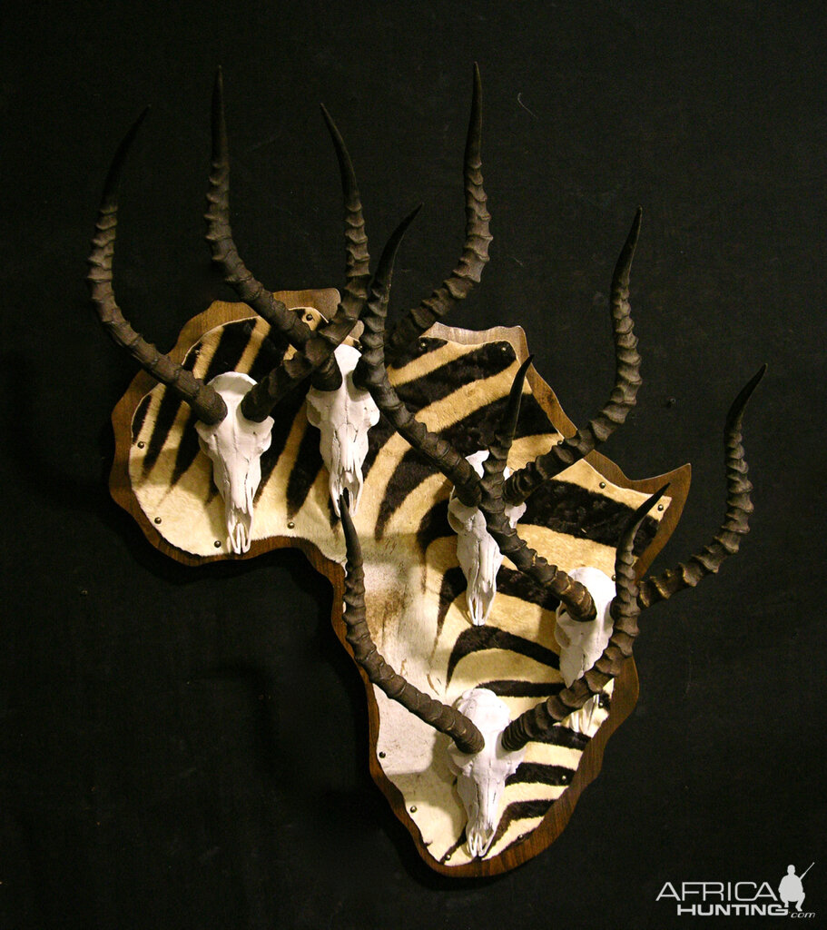 Impala European Mount Collage on African panel with Zebra skin