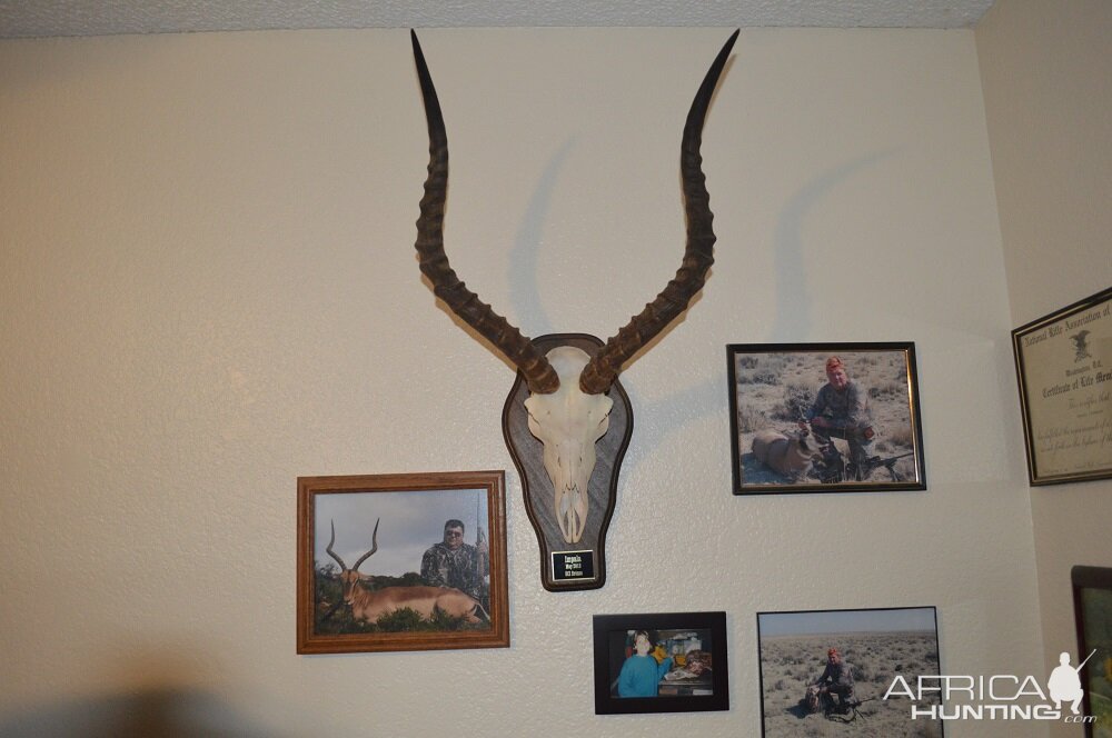 Impala European Skull Mount