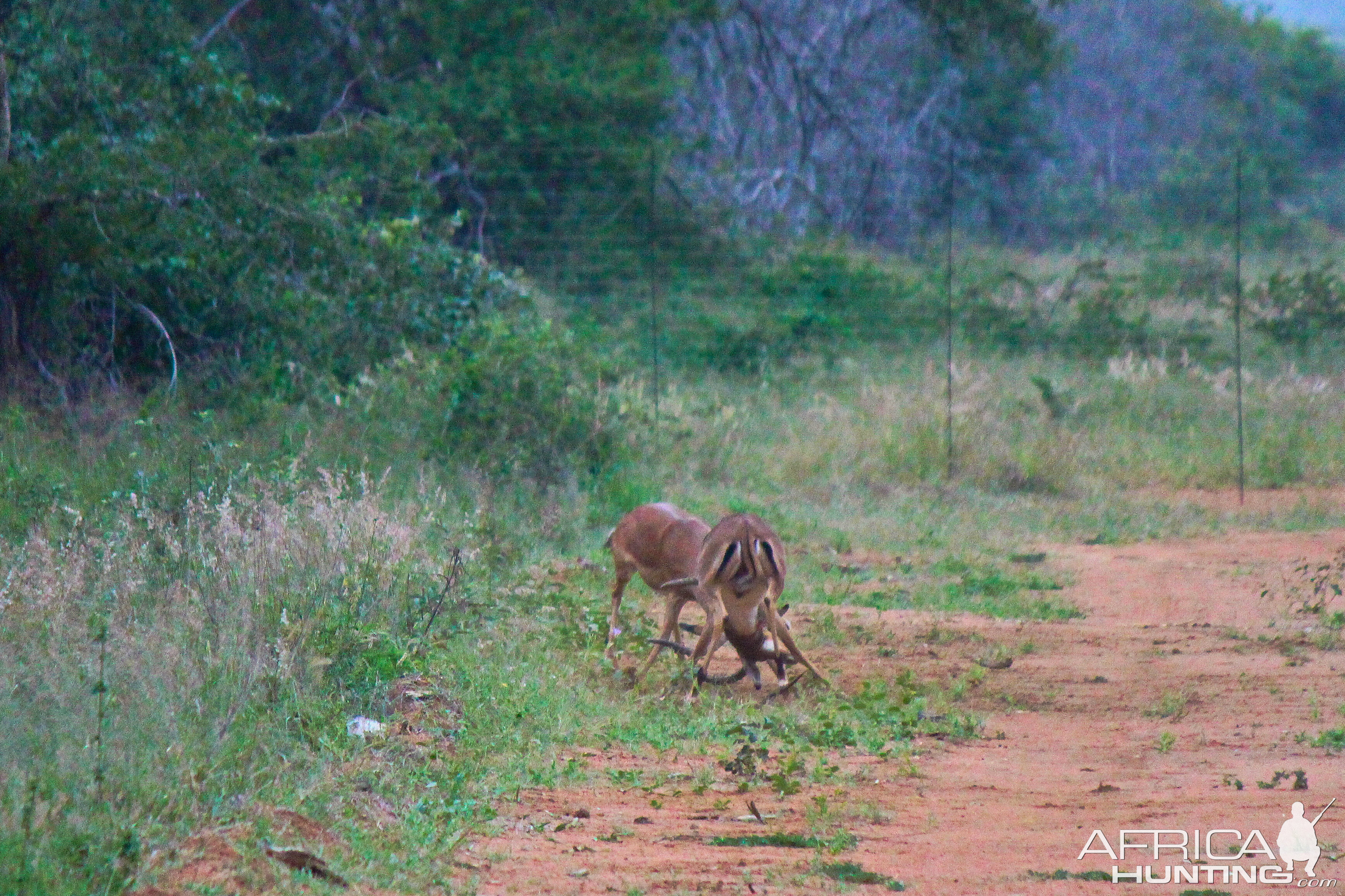 Impala fighting