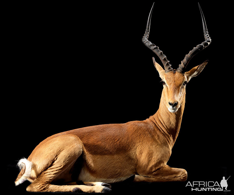 Impala Full Mount Taxidermy