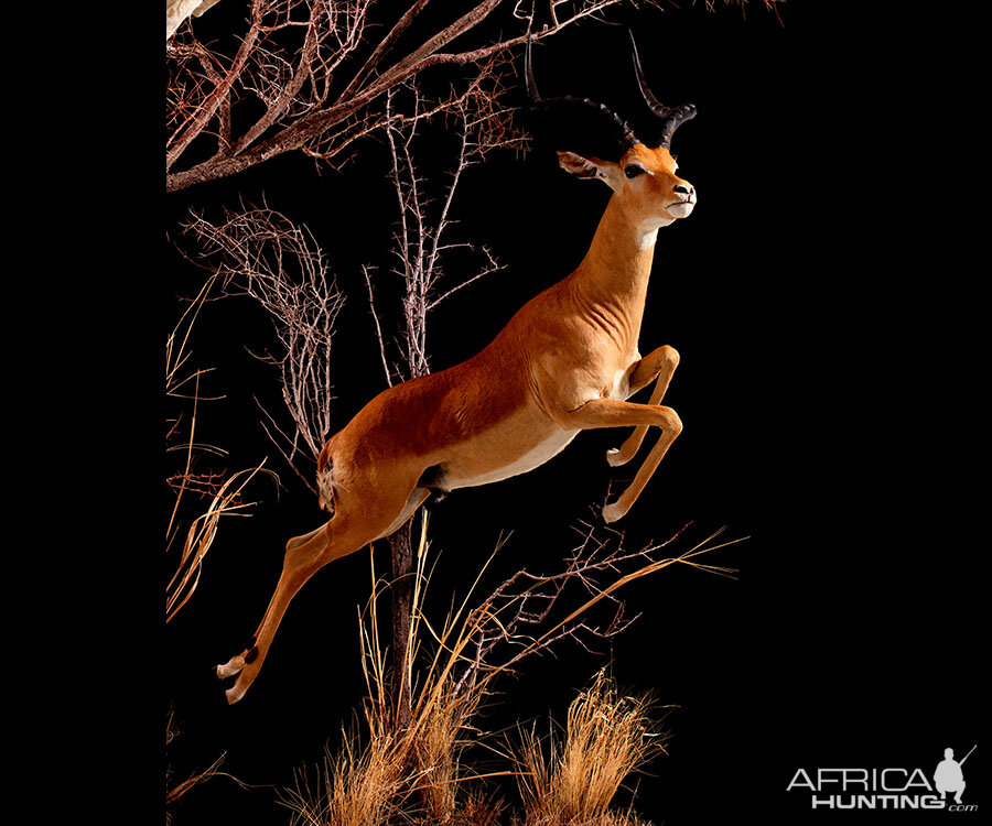 Impala Full Mount Taxidermy