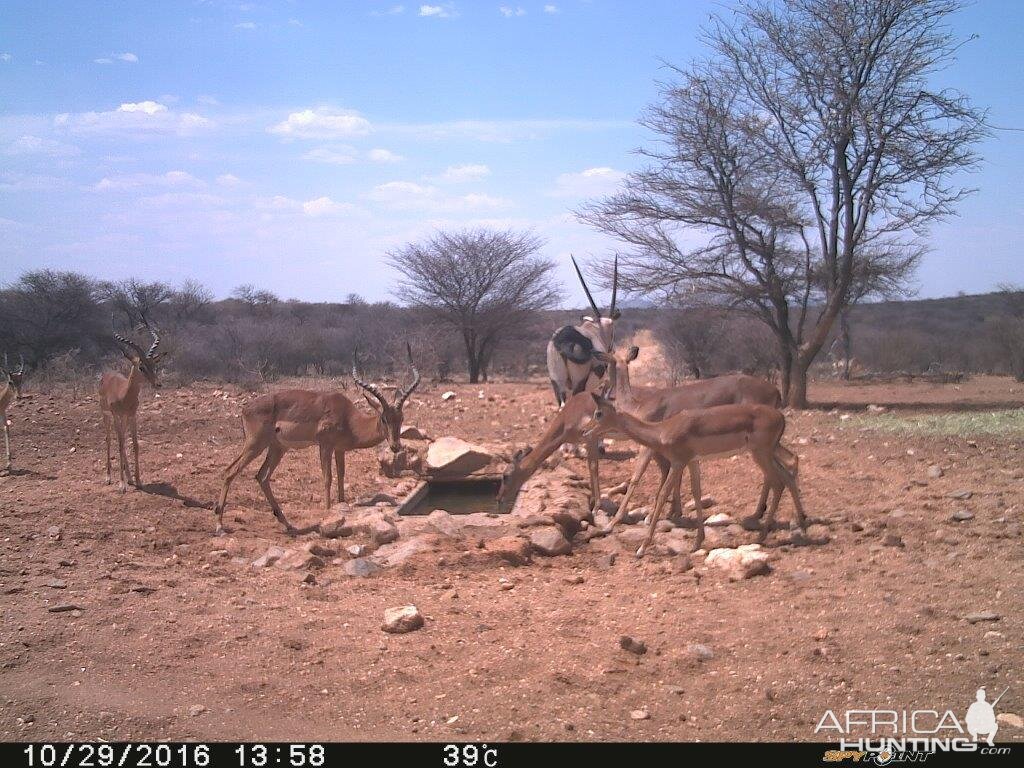 Impala & Gemsbok Trial Cam