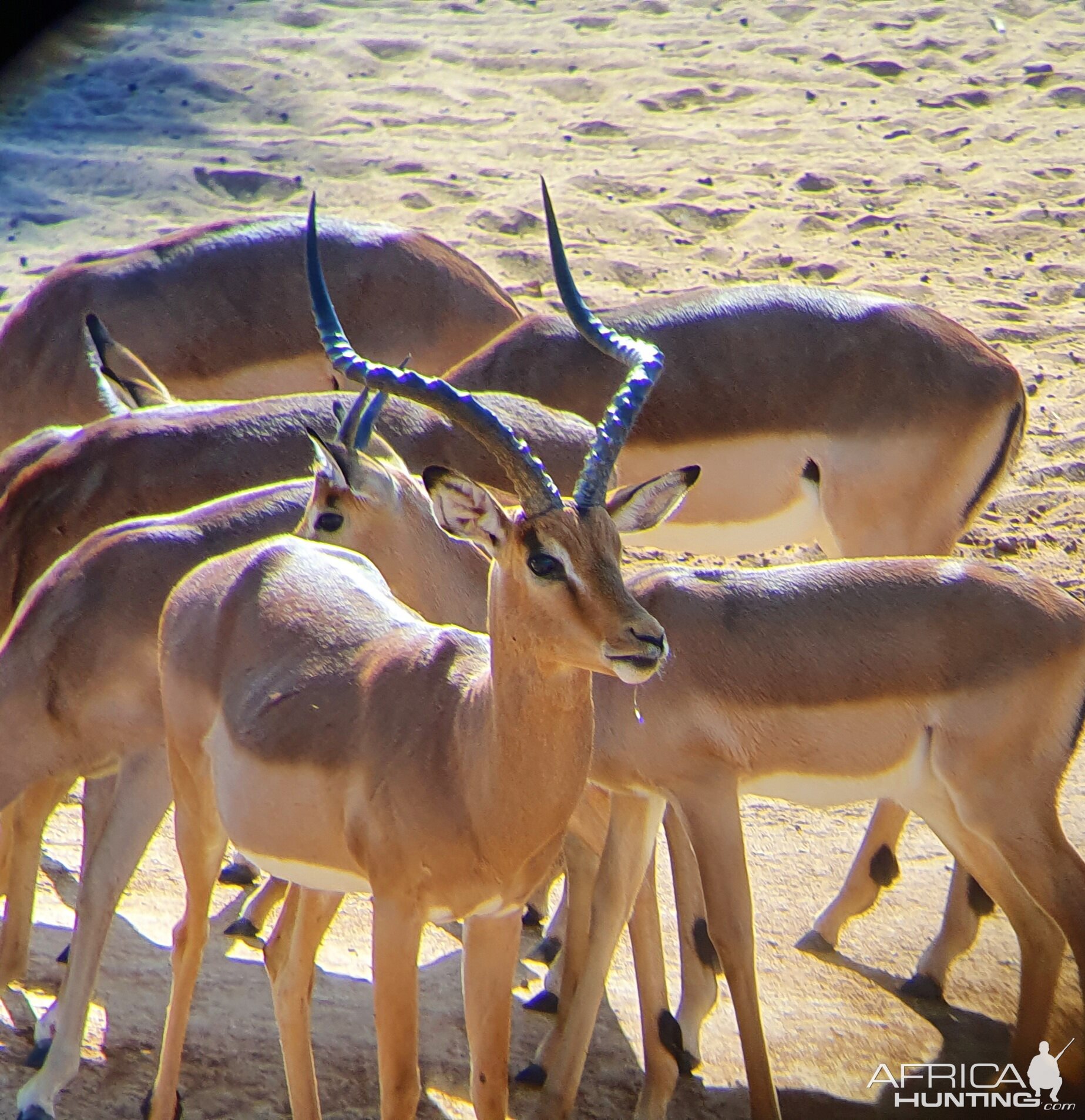 Impala Grazing South Africa