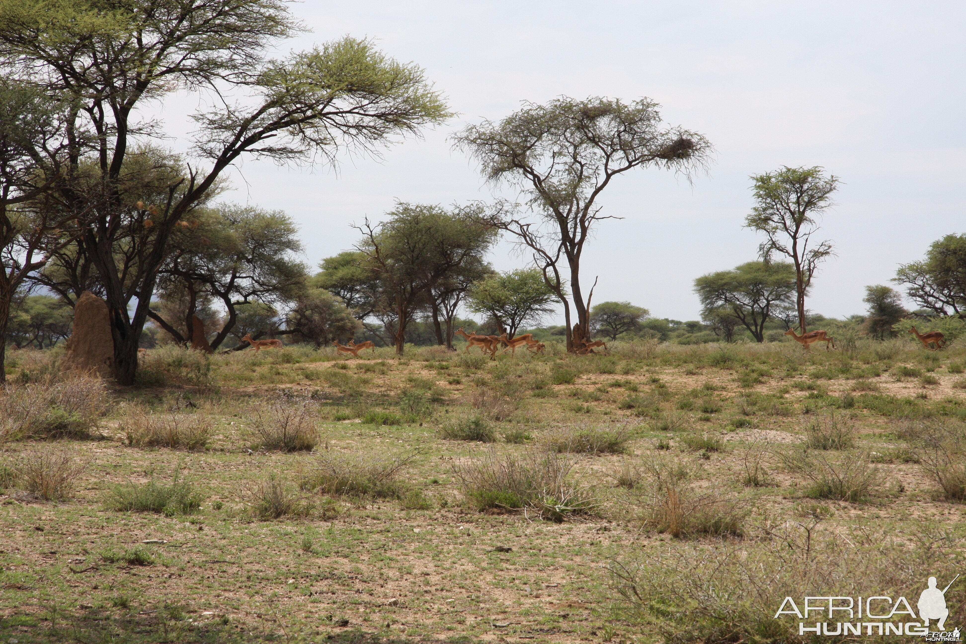 Impala herd