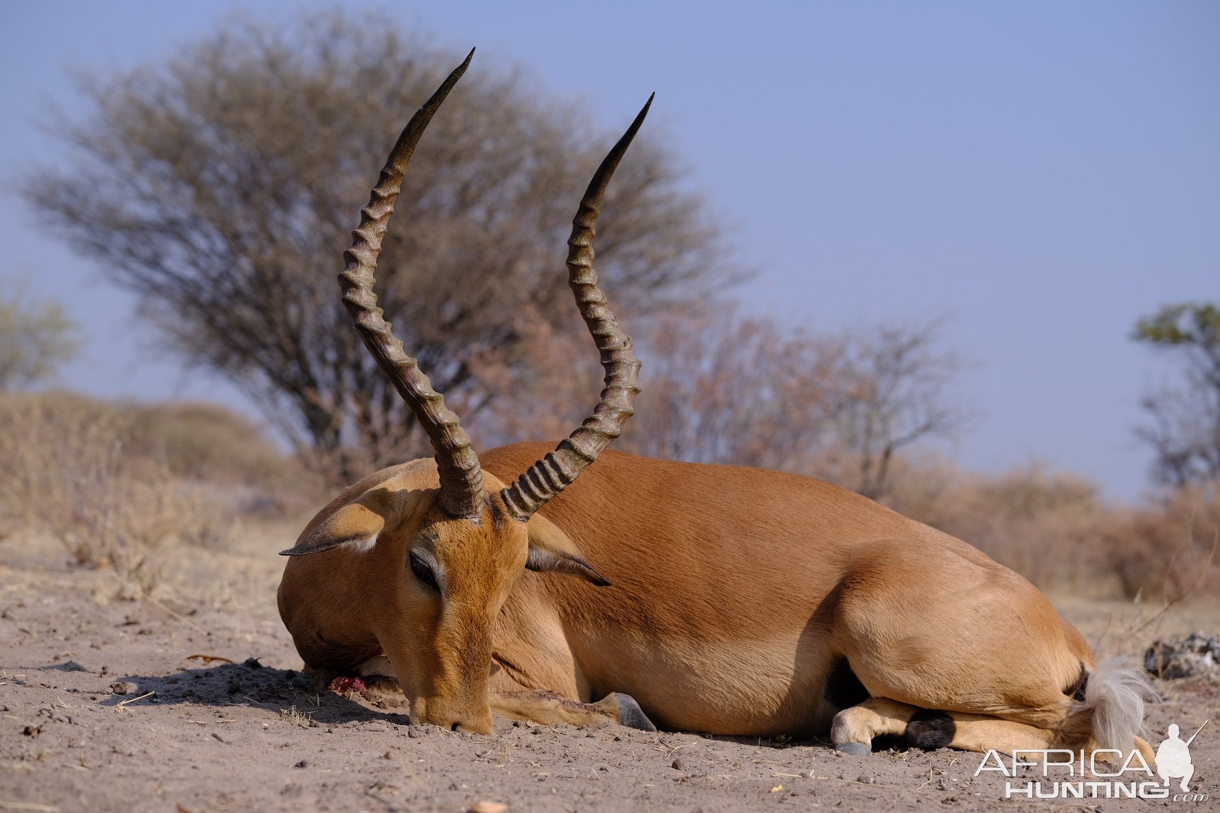 Impala Hunt Botswana