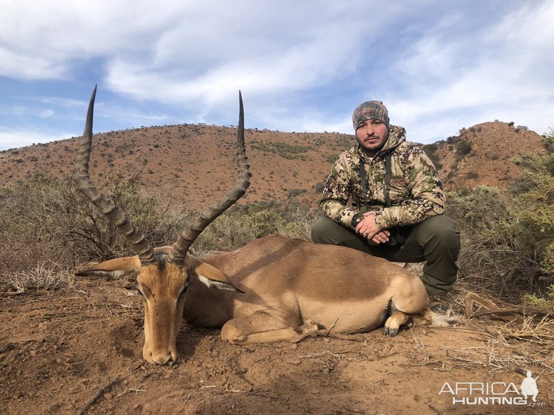 Impala Hunt Karoo South Africa