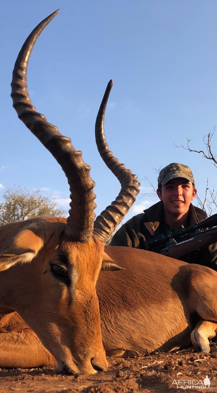 Impala Hunt, Limpopo