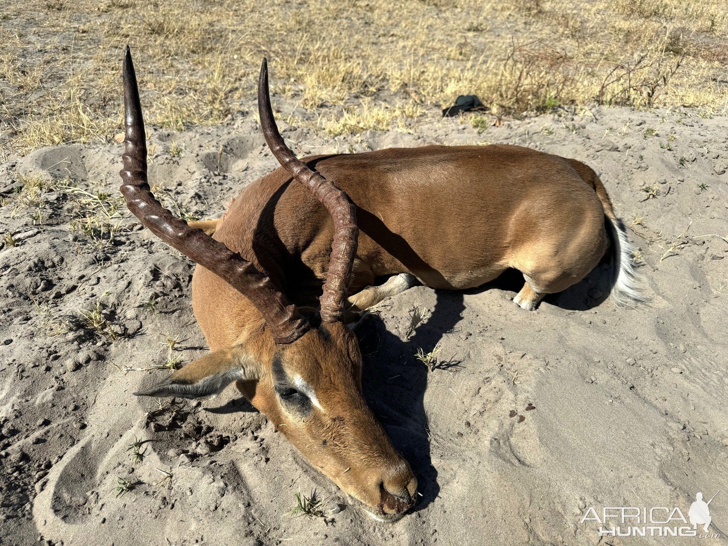 Impala Hunt Namibia