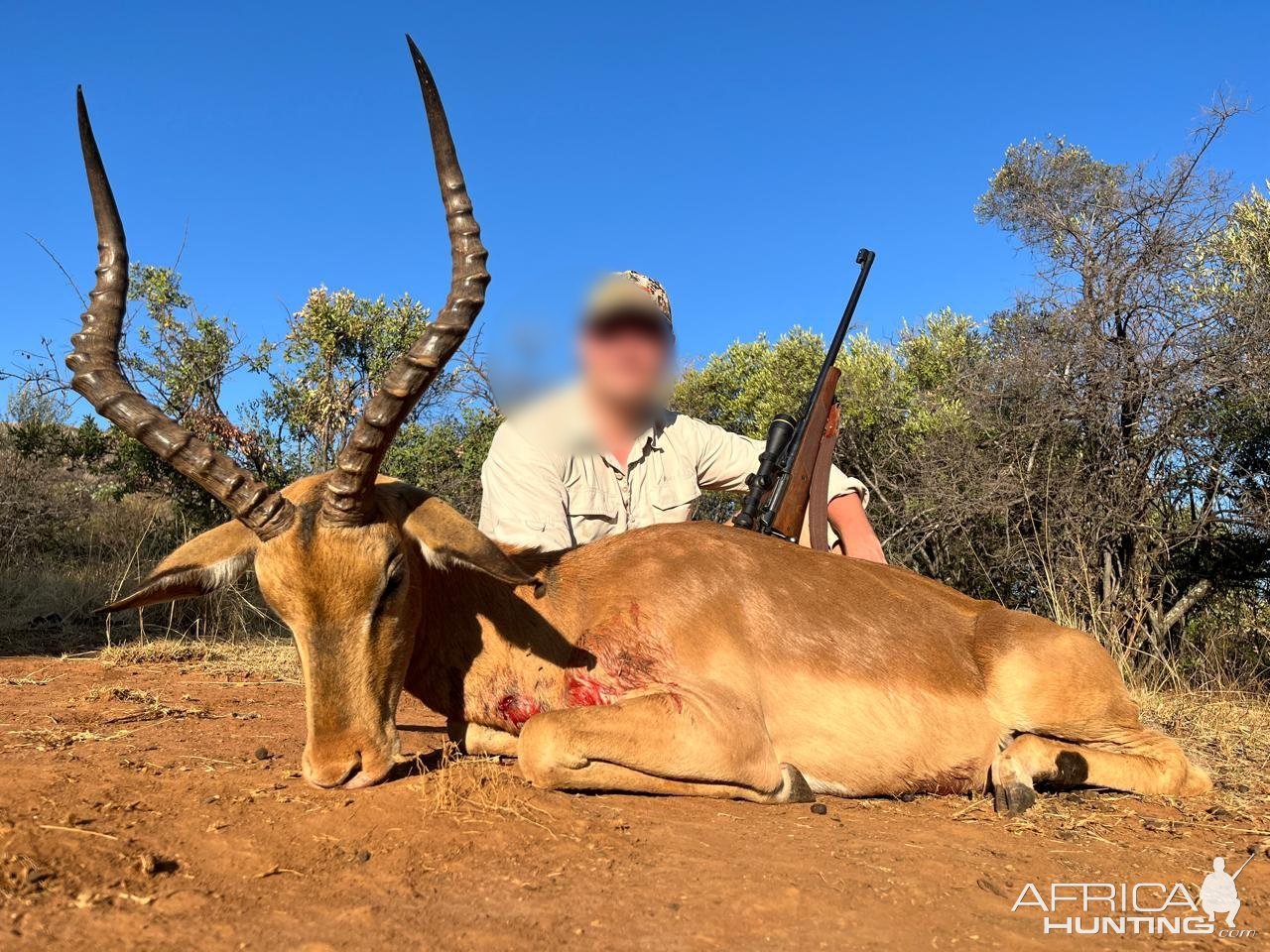 Impala hunt North West Province