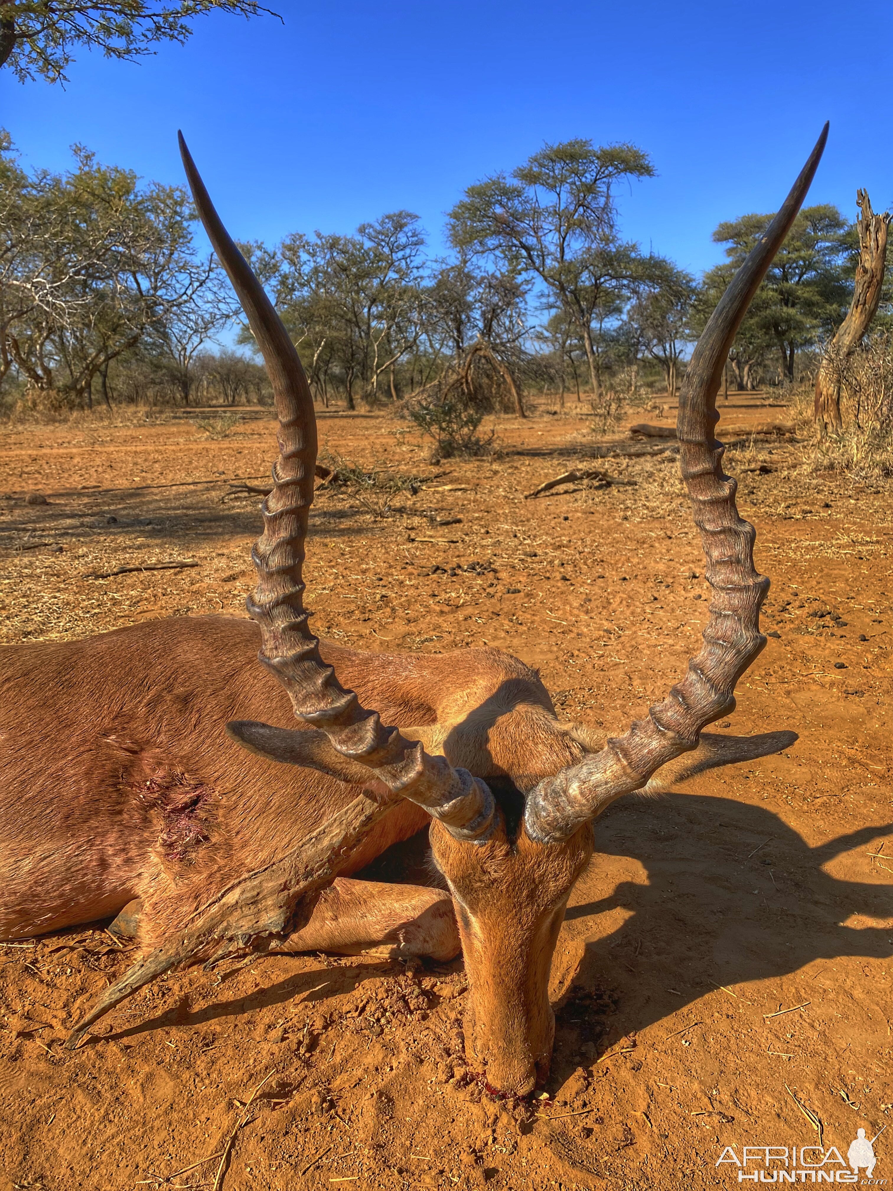 Impala Hunt South Africa