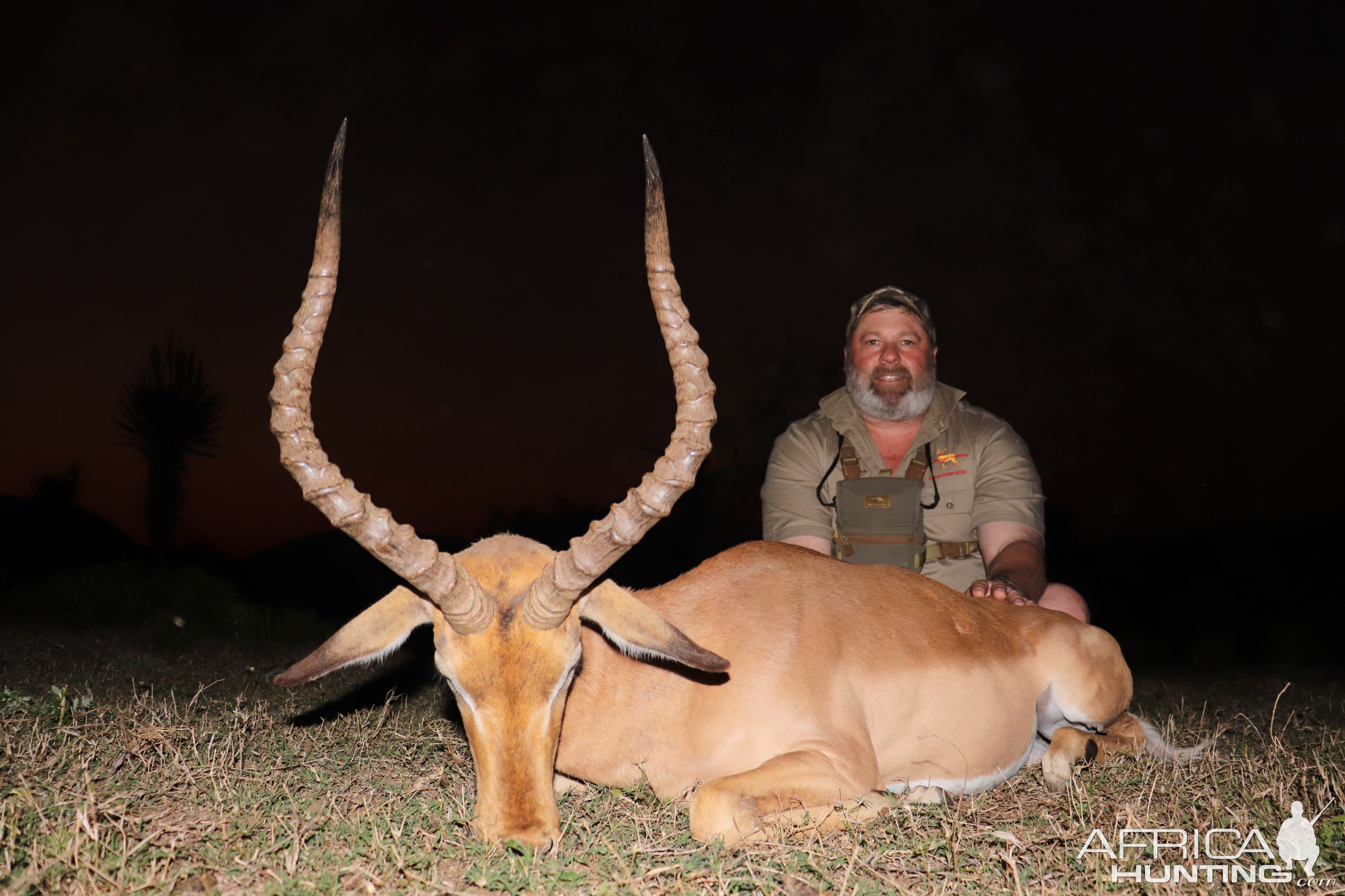 Impala Hunt South Africa