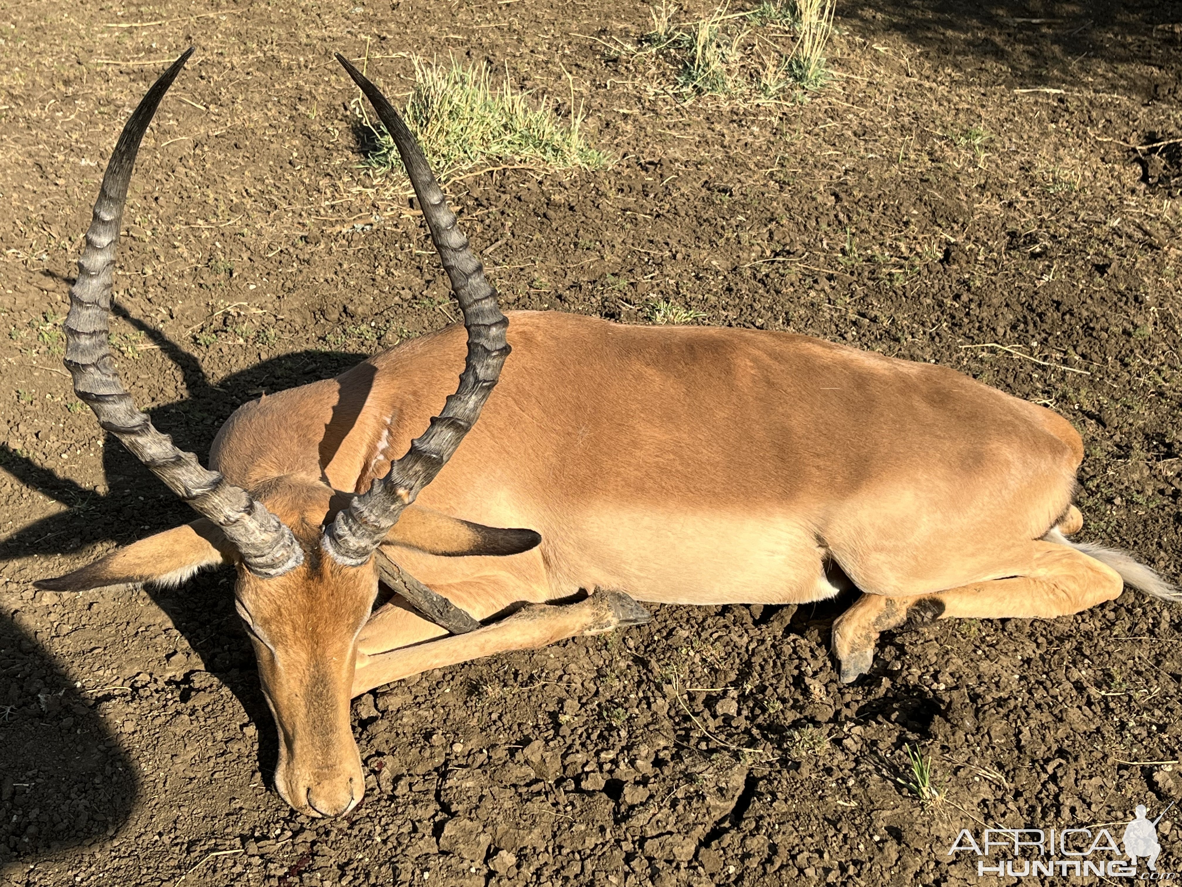 Impala Hunt South Africa