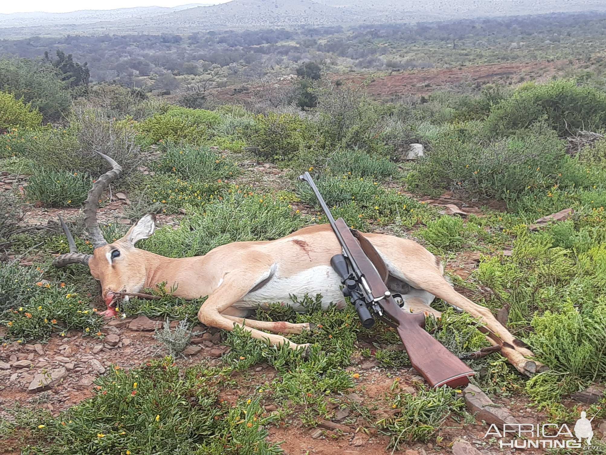 Impala Hunt South Africa