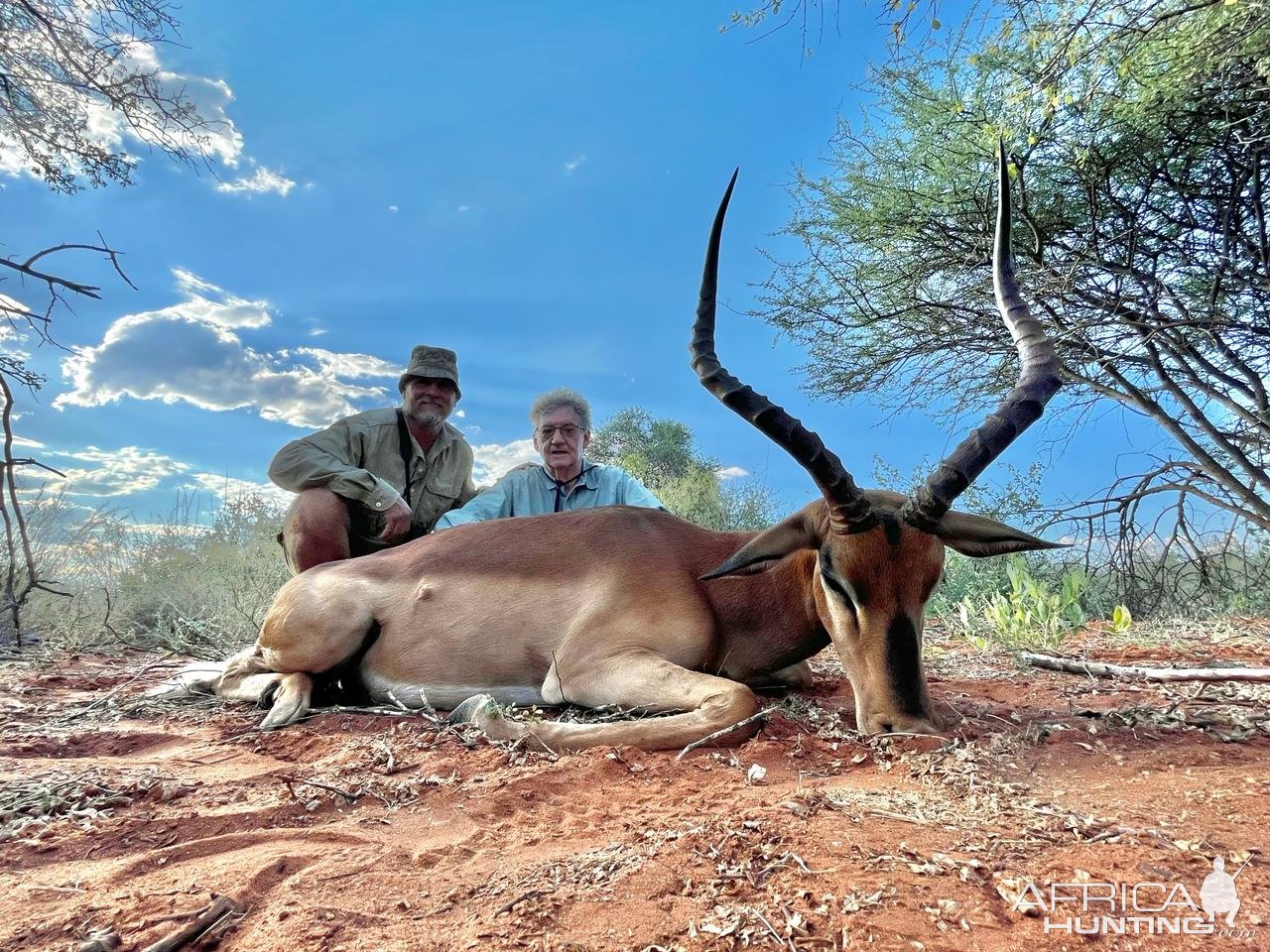 Impala hunt South Africa